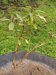 Impatiens balsamina image