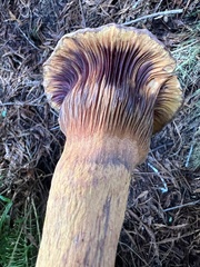 Chroogomphus vinicolor