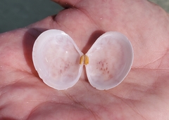 Semele proficua