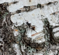 Nippocryptus vittatorius