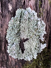 Heterodermia albicans