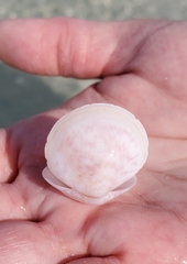 Semele proficua
