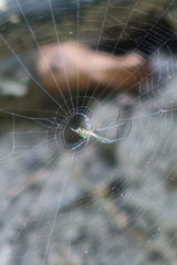 Leucauge argyrobapta