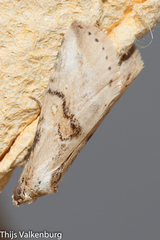 Zebeeba falsalis