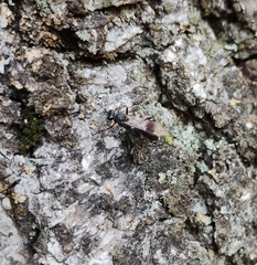 Nippocryptus vittatorius