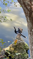 Anhinga anhinga