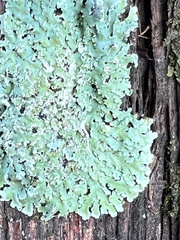 Myelochroa aurulenta