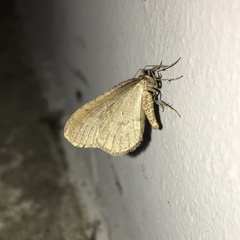 Operophtera