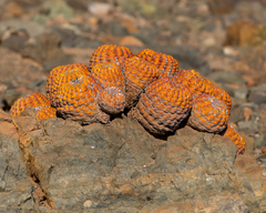 Copiapoa gigantea