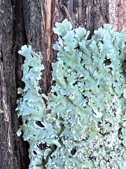 Myelochroa aurulenta