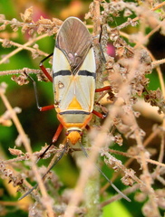 Dysdercus nigrofasciatus