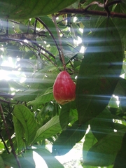 Syzygium malaccense