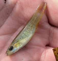 Fundulus chrysotus