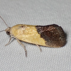 Ponometia semiflava