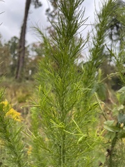 Eupatorium capillifolium