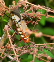 Dysdercus nigrofasciatus