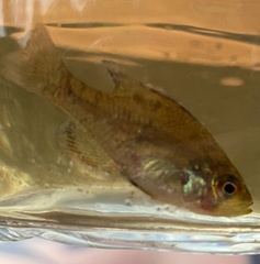 Enneacanthus gloriosus