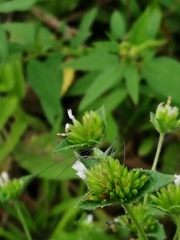 Conocephalus saltator