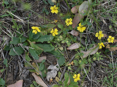 Goodenia glabra