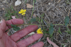 Goodenia glabra
