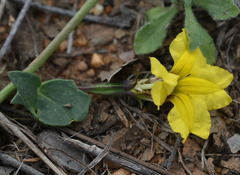 Goodenia glabra