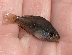 Enneacanthus gloriosus