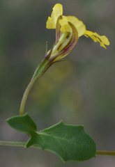 Goodenia glabra