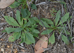 Goodenia glabra