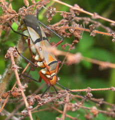 Dysdercus nigrofasciatus