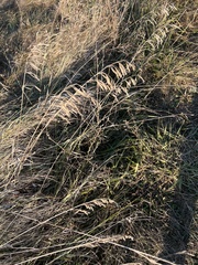 Bromus inermis