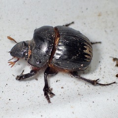 Dichotomius colonicus