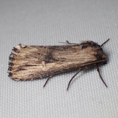Crambodes talidiformis