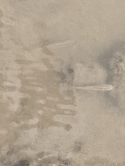 Fundulus heteroclitus