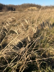 Bromus inermis
