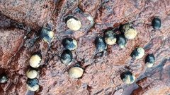 Nerita scabricosta