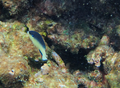 Anampses neoguinaicus