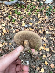 Leccinum scabrum