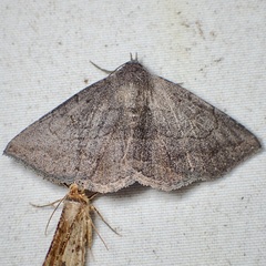 Lesmone griseipennis