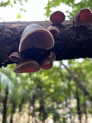 Auricularia nigricans