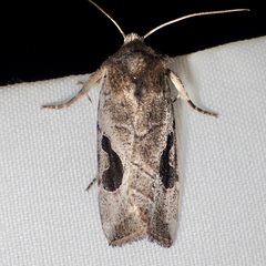 Hypotrix lunata