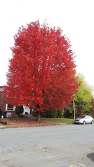 Acer saccharinum