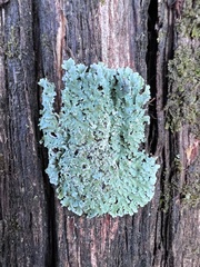 Myelochroa aurulenta