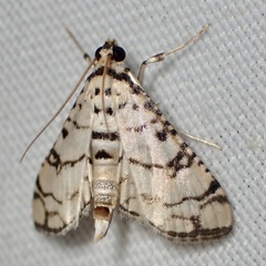 Hileithia