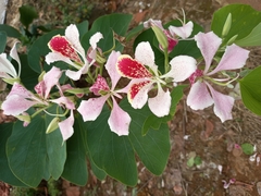 Bauhinia monandra