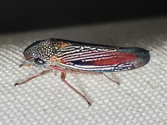 Apogonalia krameri