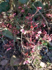 Lopezia racemosa