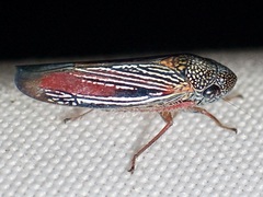 Apogonalia krameri