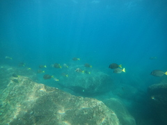 Prionurus laticlavius