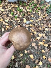 Leccinum scabrum