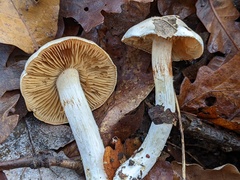 Cortinarius barbatus